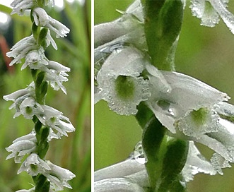 Spiranthes lacera