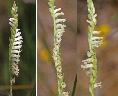 Spiranthes laciniata