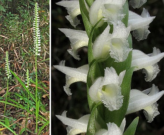 Spiranthes odorata