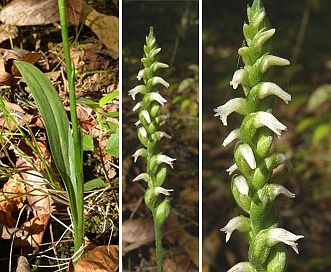 Spiranthes ovalis