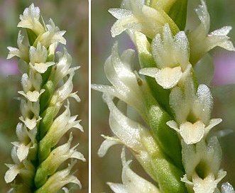 Spiranthes porrifolia