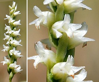 Spiranthes romanzoffiana