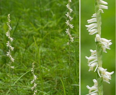 Spiranthes vernalis