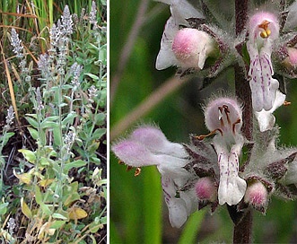 Stachys albens