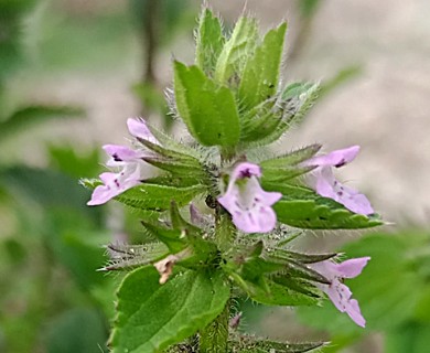 Stachys arvensis