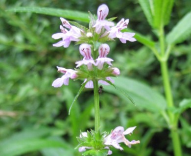 Stachys aspera