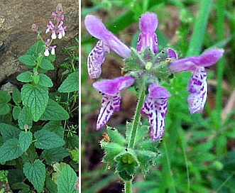 Stachys bullata