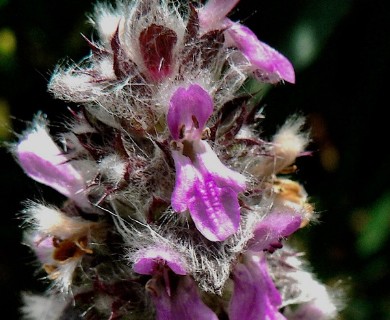 Stachys byzantina