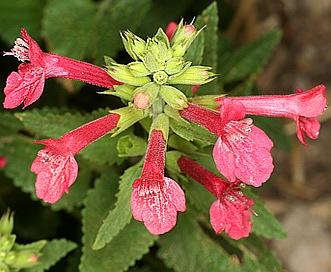 Stachys coccinea