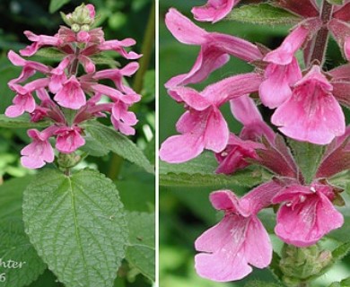 Stachys cooleyae