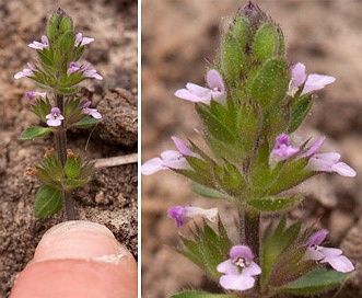 Stachys crenata