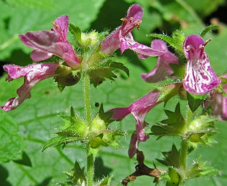 Stachys mexicana