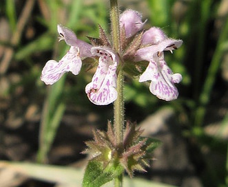 Stachys pilosa