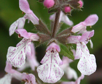 Stachys rigida