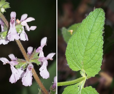 Stachys stebbinsii