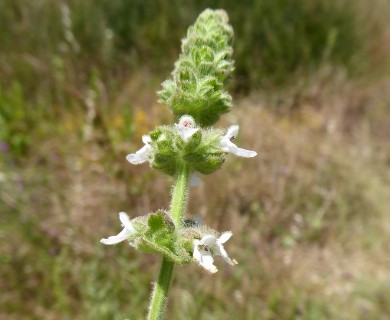 Stachys stricta