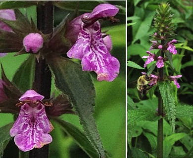 Stachys tenuifolia