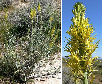 Stanleya pinnata