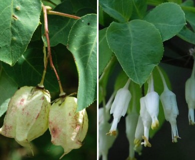 Staphylea bolanderi