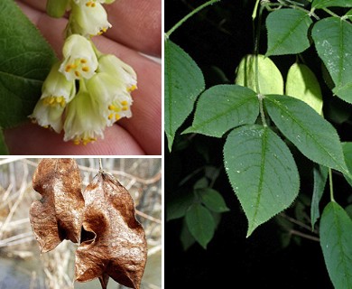 Staphylea trifolia