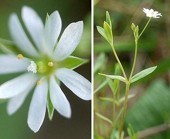 Stellaria alsine