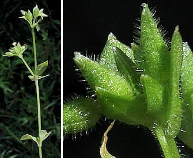 Stellaria apetala