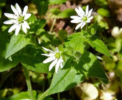 Stellaria aquatica