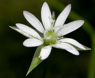 Stellaria borealis