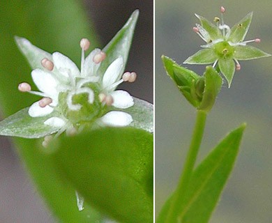 Stellaria calycantha