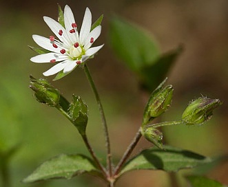 Stellaria corei