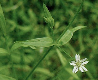 Stellaria crassifolia