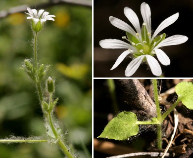 Stellaria cuspidata