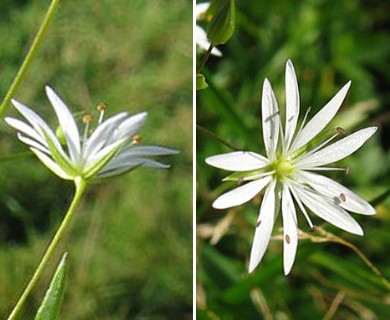 Stellaria graminea