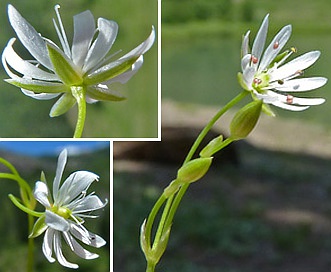 Stellaria longifolia