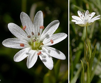 Stellaria longipes