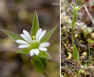 Stellaria nitens