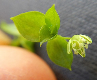 Stellaria obtusa