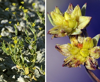 Stenogonum salsuginosum