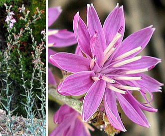 Stephanomeria cichoriacea