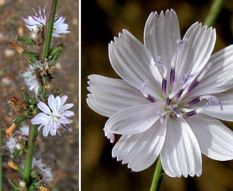 Stephanomeria diegensis