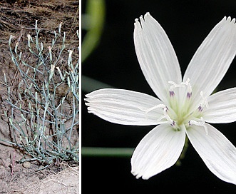 Stephanomeria malheurensis