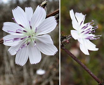 Stephanomeria parryi