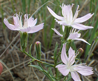 Stephanomeria runcinata