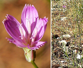 Stephanomeria tenuifolia