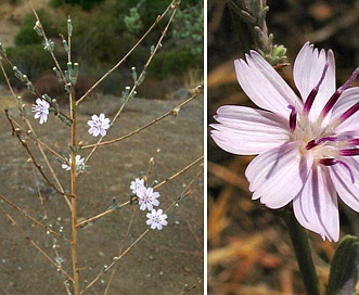 Stephanomeria virgata