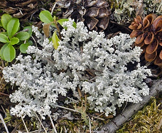 Stereocaulon tomentosum