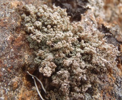 Stereocaulon vesuvianum