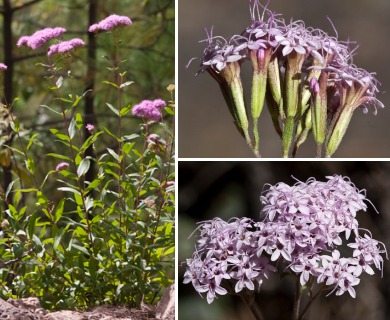 Stevia plummerae