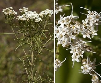 Stevia serrata