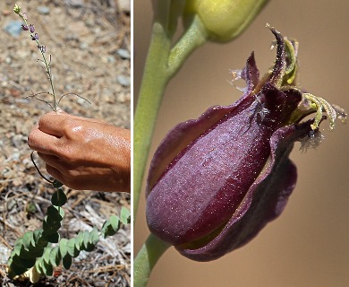 Streptanthus barbatus